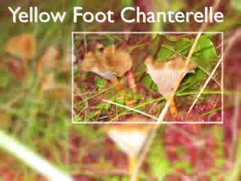 Yellow Foot Chanterelle