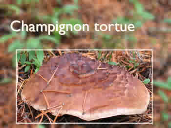 Champignon tortue