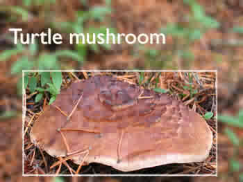 Turtle Mushroom