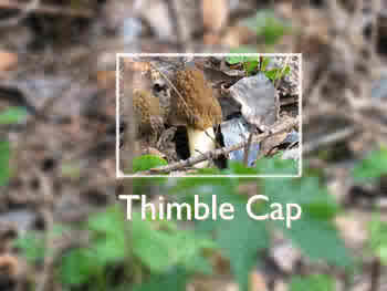 Timble Cap